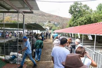 Más de 900 animales en la Feria de Ganado de Gran Canaria (Foto TA)